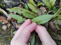 Pilosella officinarum