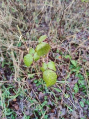Rubus idaeus