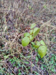 Rubus idaeus