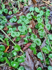 Glechoma hederacea