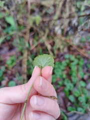 Glechoma hederacea