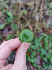 Glechoma hederacea