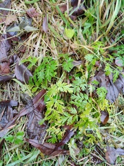 Anthriscus sylvestris