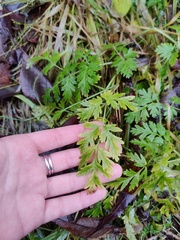 Anthriscus sylvestris