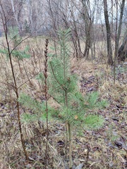 Pinus sylvestris