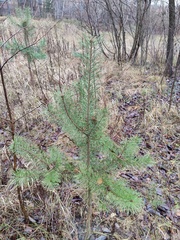 Pinus sylvestris
