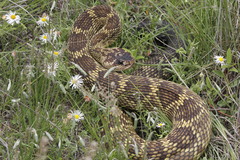 Crotalus molossus nigrescens