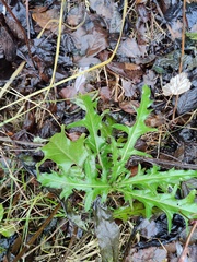 Cirsium arvense