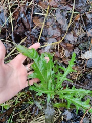 Cirsium arvense