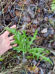 Cirsium arvense