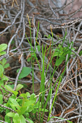 Carex geyeri