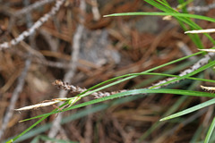 Carex geyeri