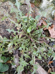 Taraxacum officinale