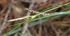 Carex geyeri