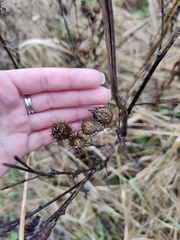 Arctium tomentosum