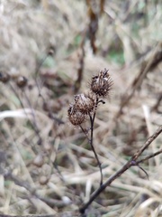 Arctium tomentosum
