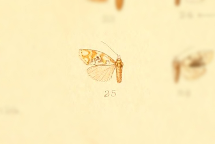 Nudaria discipuncta