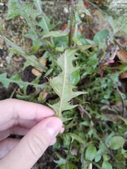 Taraxacum officinale