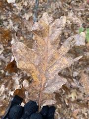 Quercus × fernowii