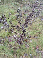Artemisia vulgaris