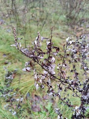 Artemisia vulgaris