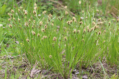Carex hoodii