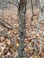 Quercus × fernowii