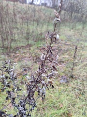 Artemisia vulgaris