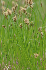 Carex hoodii