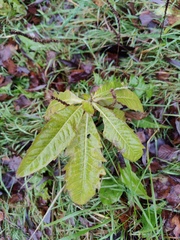 Cirsium arvense