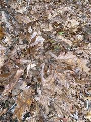 Quercus × fernowii