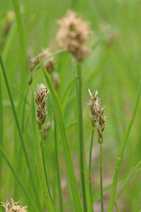 Carex hoodii