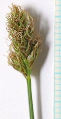 Carex hoodii