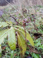 Cirsium arvense