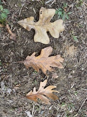 Quercus × fernowii