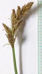 Carex hoodii