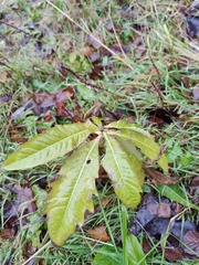 Cirsium arvense