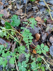 Chelidonium majus