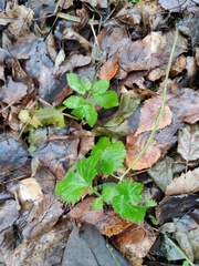 Aegopodium podagraria