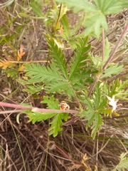 Potentilla approximata