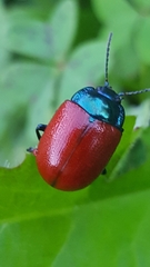 Chrysolina grossa