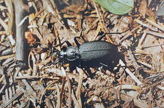 Carabus arboreus