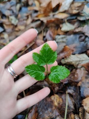 Aegopodium podagraria