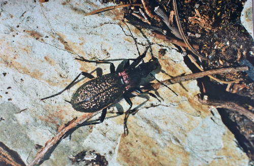 Carabus avinovi · iNaturalist