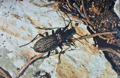Carabus avinovi