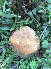 Boletaceae
