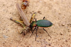 Carabus hummeli