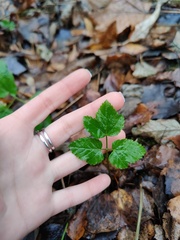 Aegopodium podagraria