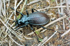 Morphocarabus