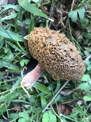 Boletaceae